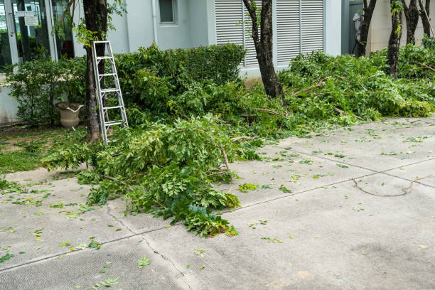 Best Tree Cutting Near Me  in Elkhorn, CA